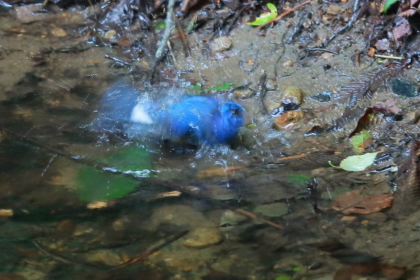 色々な野鳥の水浴びシーン_e0413627_16191217.jpg
