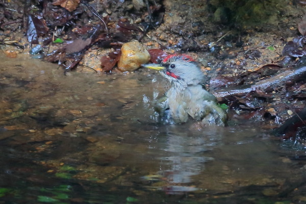色々な野鳥の水浴びシーン_e0413627_16192680.jpg
