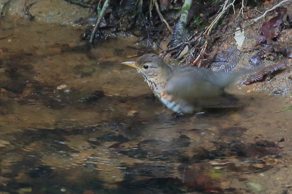 色々な野鳥の水浴びシーン_e0413627_16195535.jpg