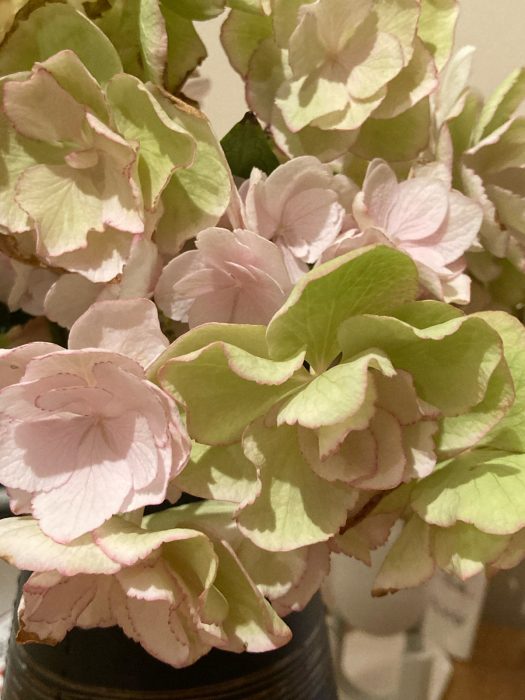 Keikoという紫陽花 ワットモーイ オランダのフラワーアレンジメント教室 Keikoという紫陽花 ワットモーイ オランダのフラワーアレンジメント教室