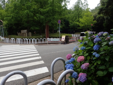 山田道から森林植物園へ　咲き始めの紫陽花を楽しみましょう_c0218841_20485065.jpg