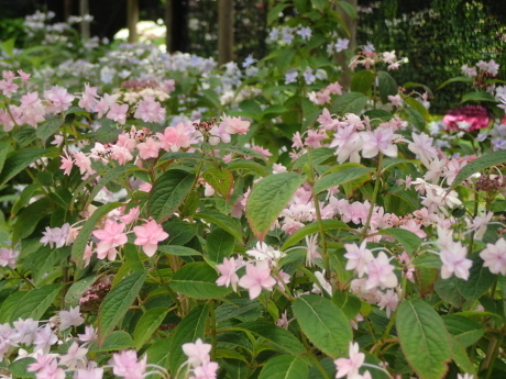 山田道から森林植物園へ　咲き始めの紫陽花を楽しみましょう_c0218841_20491754.jpg