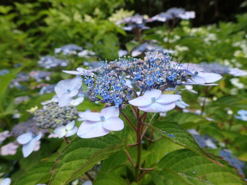 山田道から森林植物園へ　咲き始めの紫陽花を楽しみましょう_c0218841_20492522.jpg