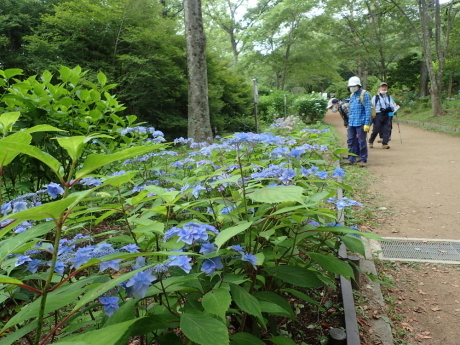 山田道から森林植物園へ　咲き始めの紫陽花を楽しみましょう_c0218841_20493885.jpg