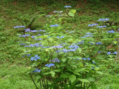 山田道から森林植物園へ　咲き始めの紫陽花を楽しみましょう_c0218841_20495649.jpg