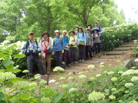 山田道から森林植物園へ　咲き始めの紫陽花を楽しみましょう_c0218841_20501334.jpg