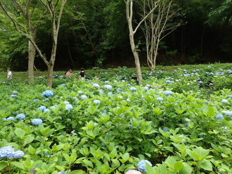 山田道から森林植物園へ　咲き始めの紫陽花を楽しみましょう_c0218841_20504912.jpg