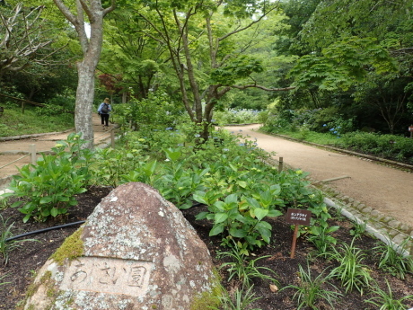 山田道から森林植物園へ　咲き始めの紫陽花を楽しみましょう_c0218841_20505840.jpg