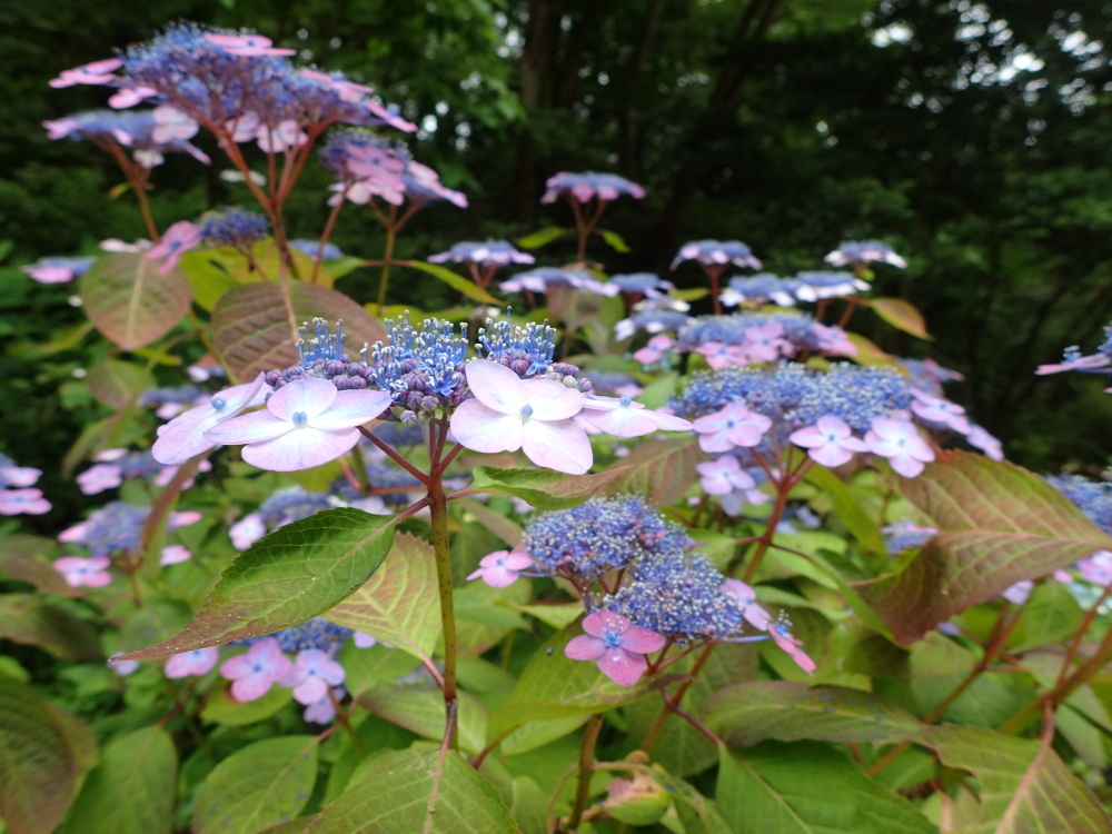 山田道から森林植物園へ　咲き始めの紫陽花を楽しみましょう_c0218841_20510797.jpg