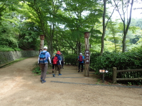 山田道から森林植物園へ　咲き始めの紫陽花を楽しみましょう_c0218841_20513857.jpg