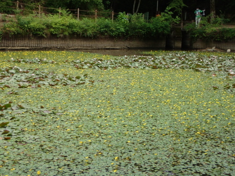 山田道から森林植物園へ　咲き始めの紫陽花を楽しみましょう_c0218841_20515357.jpg