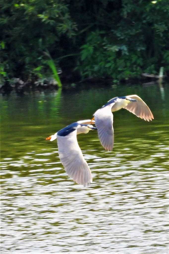 ペンギンのような見た目をしているゴイサギさん_a0393942_22590665.jpg