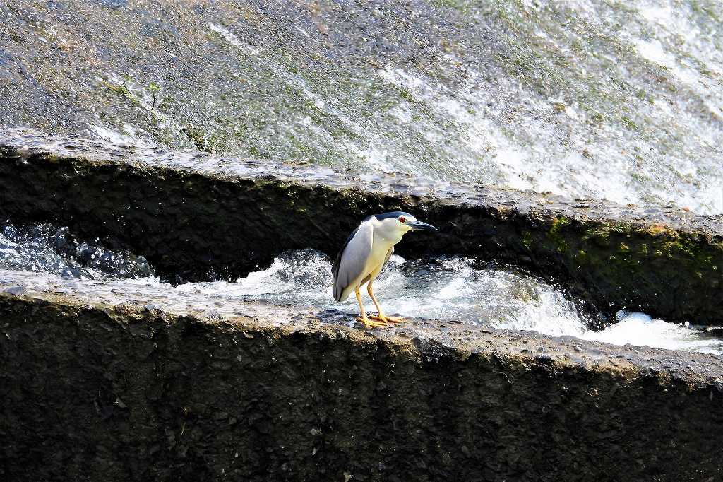 ペンギンのような見た目をしているゴイサギさん_a0393942_22594199.jpg