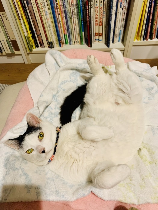 プチコのこと_6 #猫慢性腎臓病_e0026053_15072380.jpg