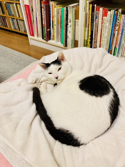 プチコのこと_6　#猫慢性腎臓病_e0026053_15254752.jpg