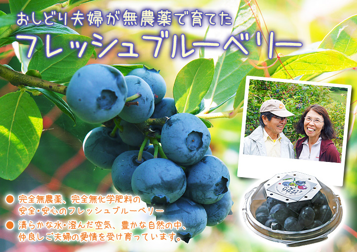熊本県菊池水源産の無農薬で育てた『フレッシュブルーベリー』の新規販売に向けて！_a0254656_16210733.jpg