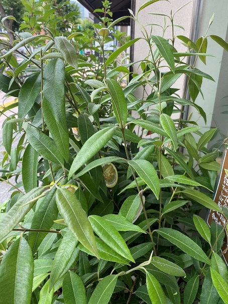花苗入荷情報【’220620】_a0201358_15271991.jpg