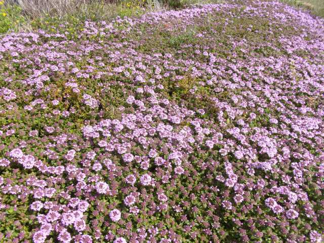 富浜緑地ハーブ花壇にてラベンダーとカモミールの花が咲いています&#127800;_d0338682_10503349.jpg