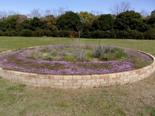 富浜緑地ハーブ花壇にてラベンダーとカモミールの花が咲いています&#127800;_d0338682_10515602.jpg