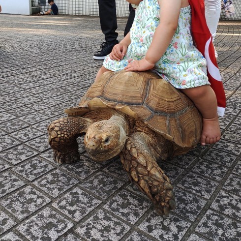 カメとお散歩_b0199487_12300854.jpg