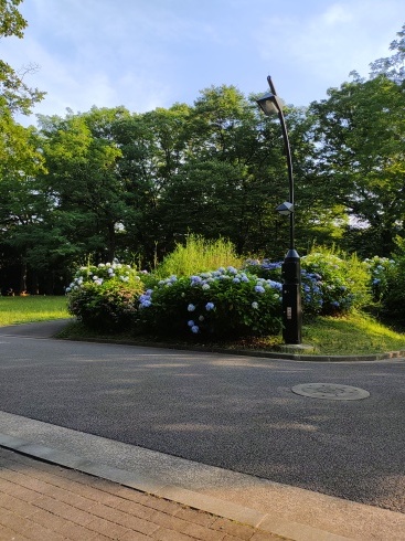 カメとお散歩_b0199487_12301385.jpg