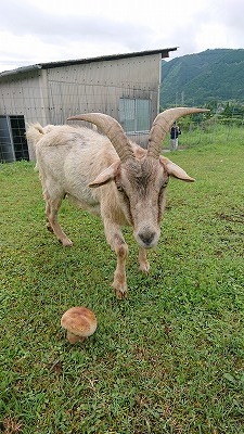 コレ、何なん?_d0176392_19143843.jpg