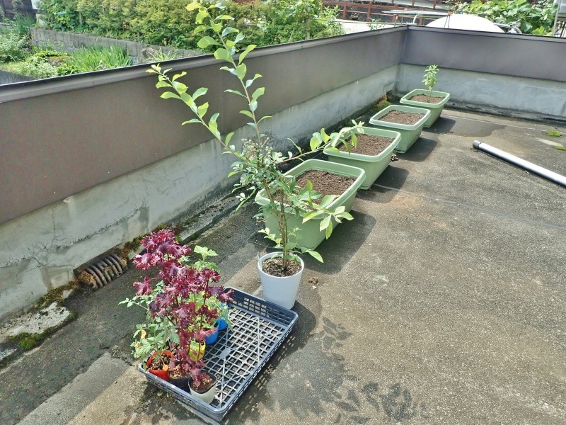 会館屋上の菜園ではプランターの\"配置換え\"がありました_c0336902_22340899.jpg