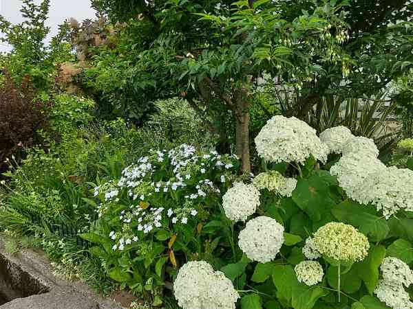 アレキサンドラ・オブケント、墨田の花火_c0112206_12170057.jpg