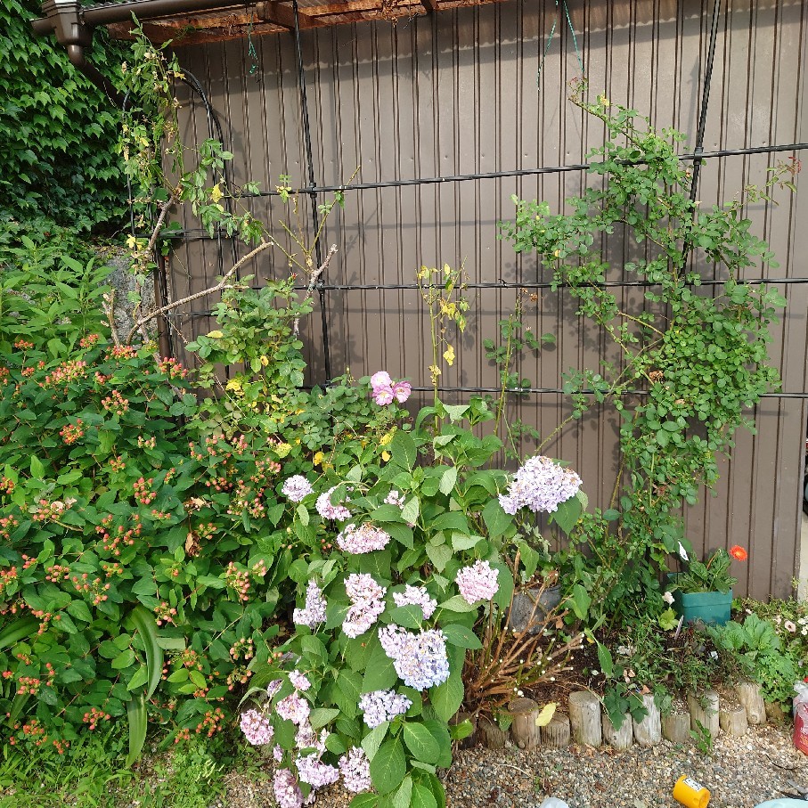 カミキリムシに入られてしまったバラたち_c0404712_10240263.jpg