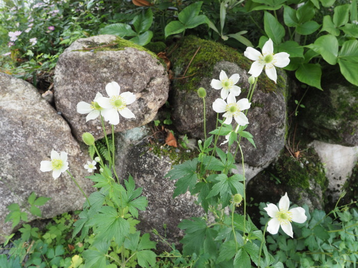 玉泉寺へ、オオヤマレンゲを見に_c0116915_00112010.jpg