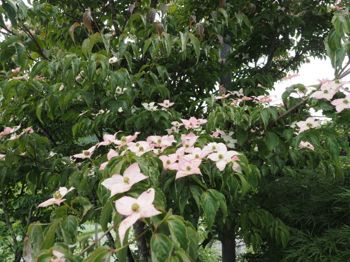 玉泉寺へ、オオヤマレンゲを見に_c0116915_00281729.jpg
