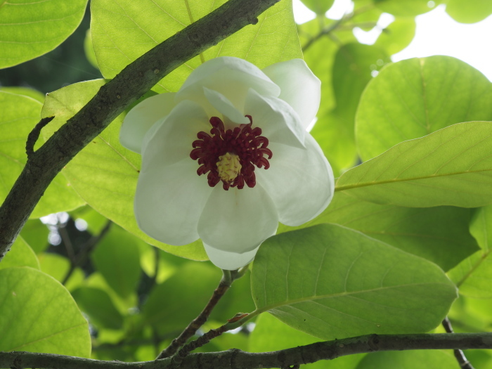 玉泉寺へ、オオヤマレンゲを見に_c0116915_00331273.jpg