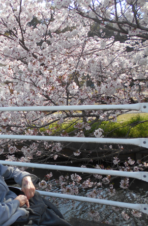 お花見2022_d0227518_16262714.png