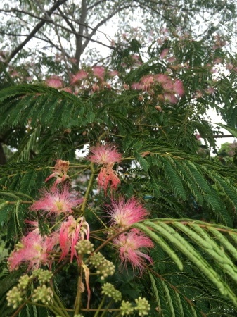 合歓の花 花の自由旋律