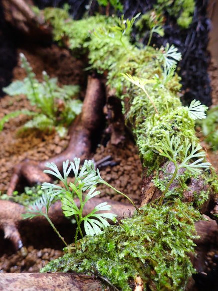 Elaphoglossum peltatum : コケシノブログ‐苔忍録‐