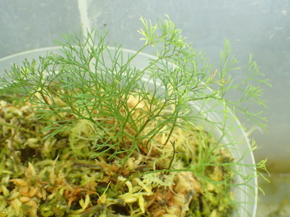 Elaphoglossum peltatum 