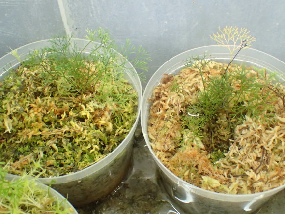 Elaphoglossum peltatum : コケシノブログ‐苔忍録‐ Elaphoglossum peltatum : コケシノブログ‐苔忍録‐