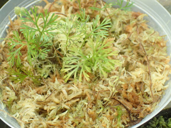 Elaphoglossum peltatum : コケシノブログ‐苔忍録‐ Elaphoglossum peltatum : コケシノブログ‐苔忍録‐