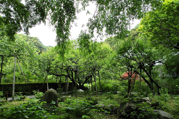 鎌倉散歩　#99 －深緑の鎌倉 紫陽花の瑞泉寺－_b0169330_07253162.jpg