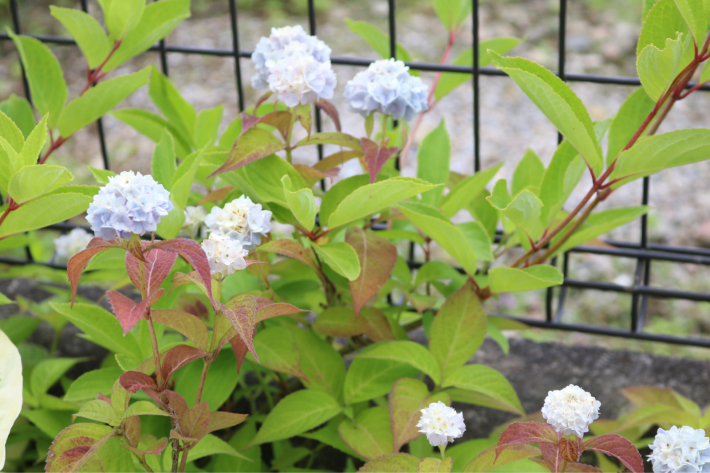 薬剤散布2022*4回目と北側花壇の花_c0359445_22082624.jpg