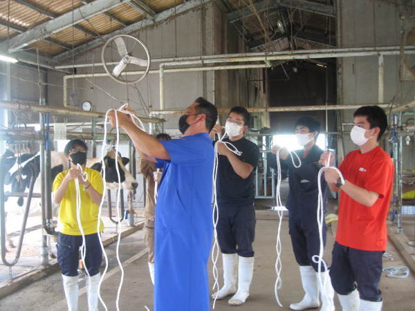 牛の頭絡 とうらく を作りました 農大ブログ