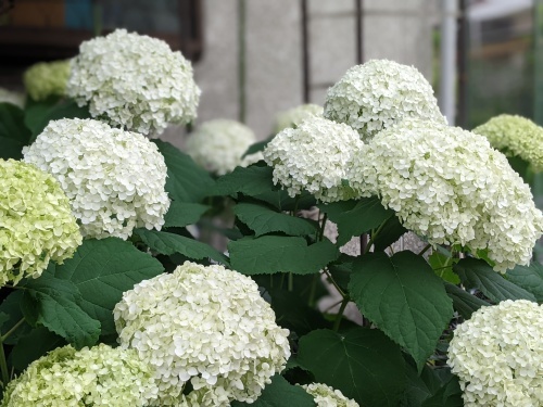 久々の我が家の庭から_d0338068_11481089.jpg