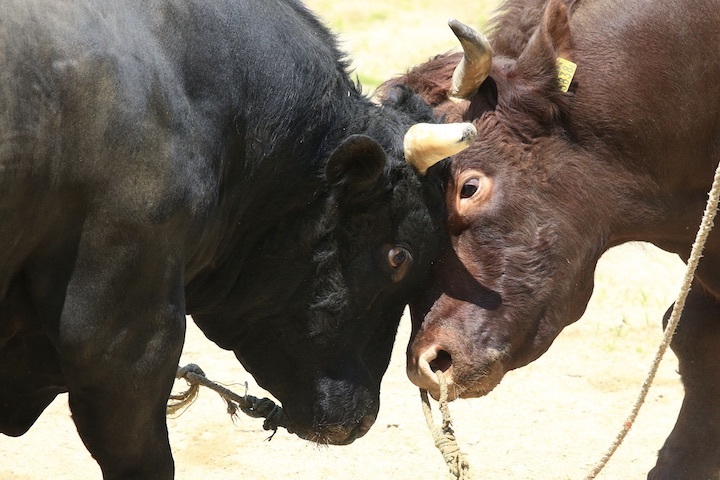 6/19 山古志闘牛 柿乃花威風堂々-潮_b0016600_23112056.jpeg