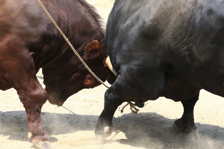 6/19 山古志闘牛 柿乃花威風堂々-潮_b0016600_23113926.jpeg