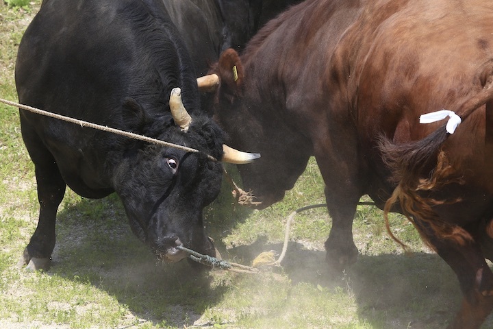 6/19 山古志闘牛 柿乃花威風堂々-潮_b0016600_23120171.jpeg
