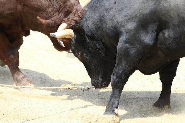 6/19 山古志闘牛 柿乃花威風堂々-潮_b0016600_23122445.jpeg