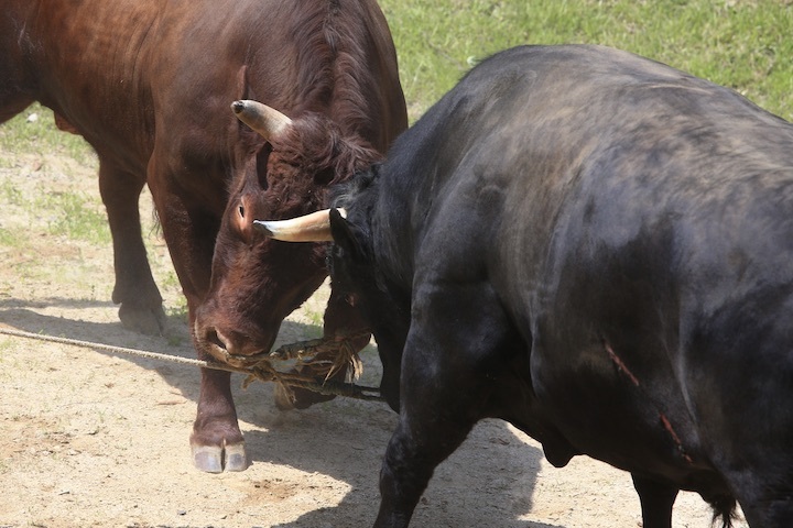 6/19 山古志闘牛 柿乃花威風堂々-潮_b0016600_23133596.jpeg
