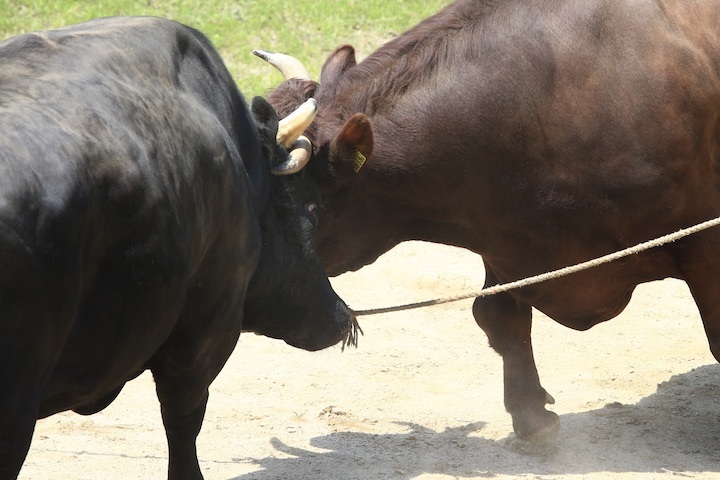 6/19 山古志闘牛 柿乃花威風堂々-潮_b0016600_23135656.jpeg
