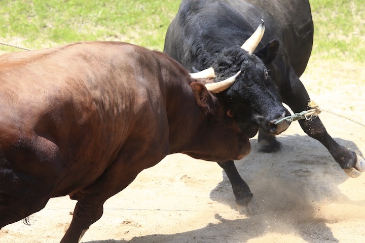 6/19 山古志闘牛 柿乃花威風堂々-潮_b0016600_23141506.jpeg