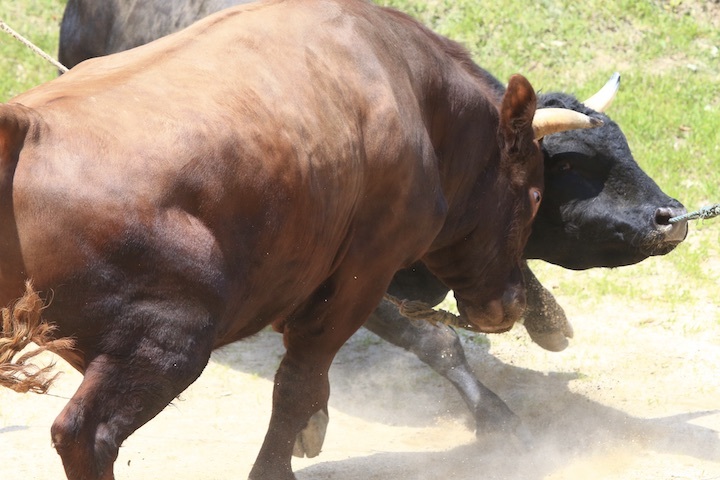 6/19 山古志闘牛 柿乃花威風堂々-潮_b0016600_23143269.jpeg